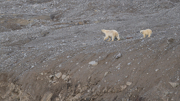 Polar bear