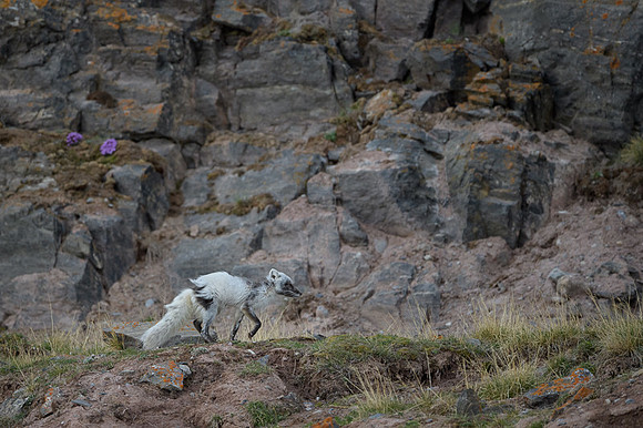 Arctic fox White