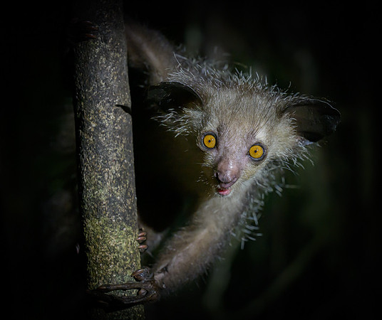 Aye-Aye