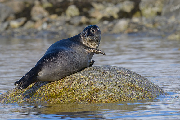 Harbor seal