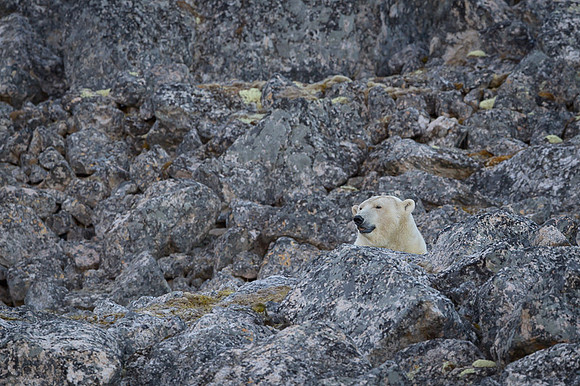 Polar bear
