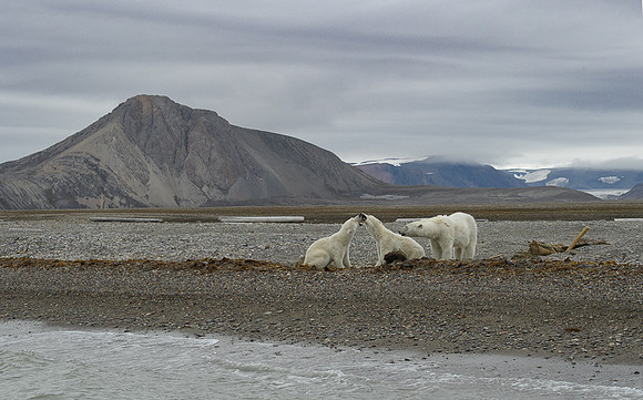 Polar bear