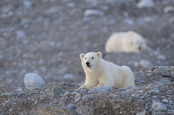 Polar bear