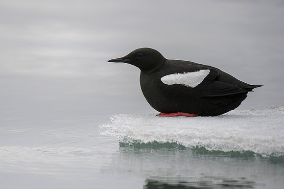 Black guilemot