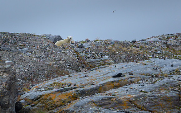 Polar bear