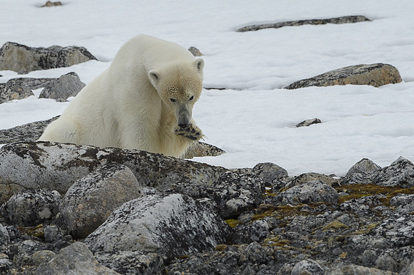 Polar bear