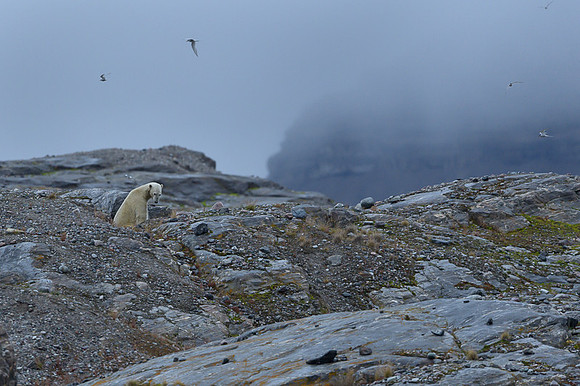 Polar bear