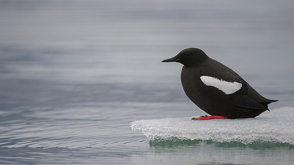 Black guilemot