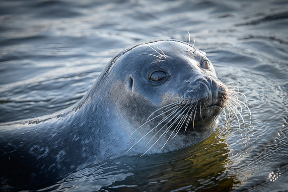 Harbor seal