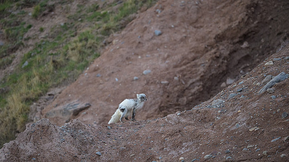 Arctic fox White