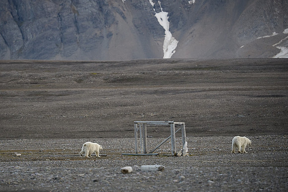 Polar bear