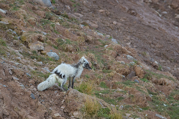Arctic fox White