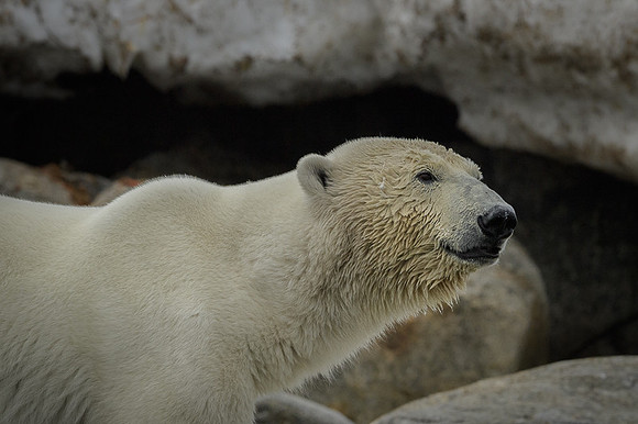 Polar bear