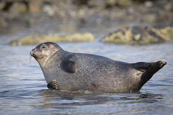 Harbor seal