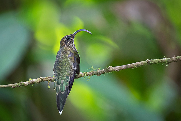 White-tipped sicklebill