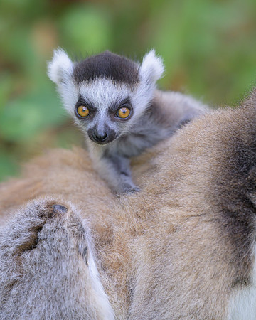Ring-tailed lemurs