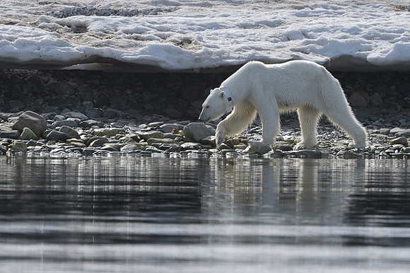 Polar bear
