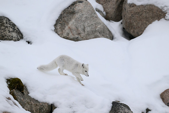 Arctic fox White