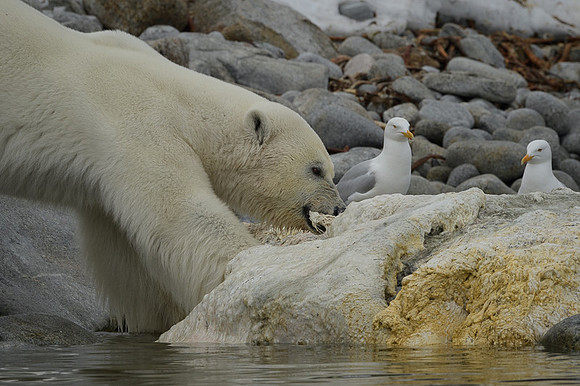 Polar bear