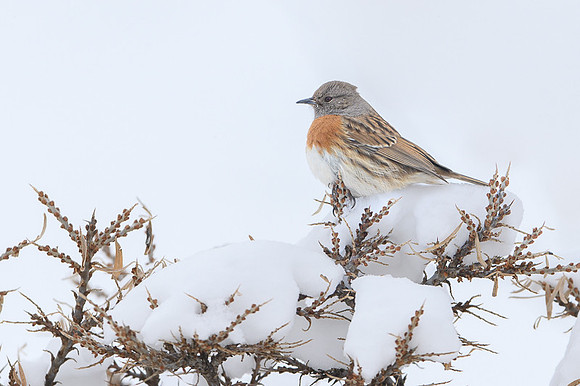 Robin Accentor