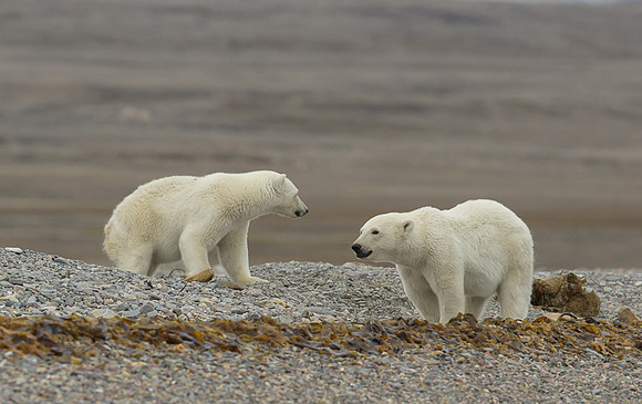 Polar bear