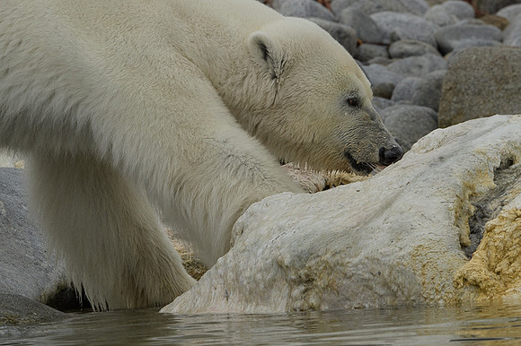 Polar bear