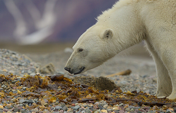 Polar bear