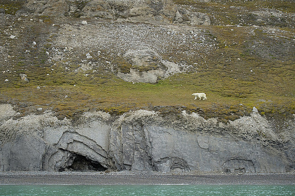 Polar bear