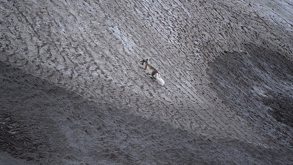 Arctic fox White