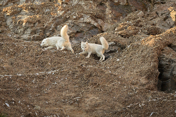 Arctic fox White