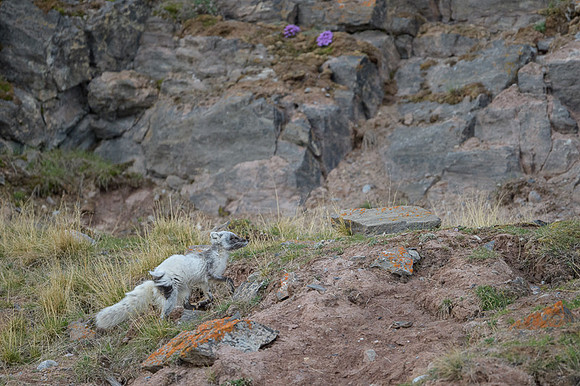 Arctic fox White