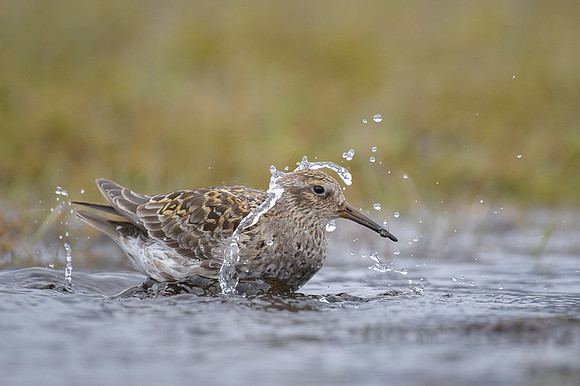 Purple Sandpiper