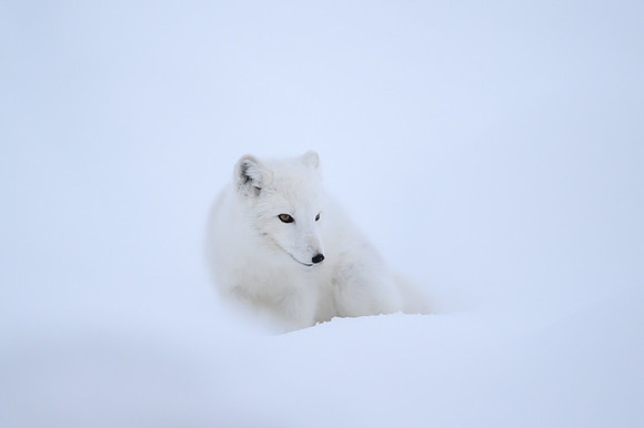Arctic fox White