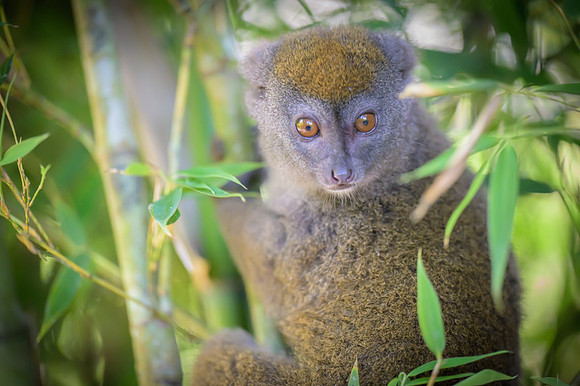 Gray bamboo lemur