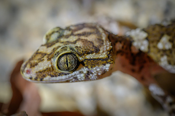 Gecko Paroedura oviceps