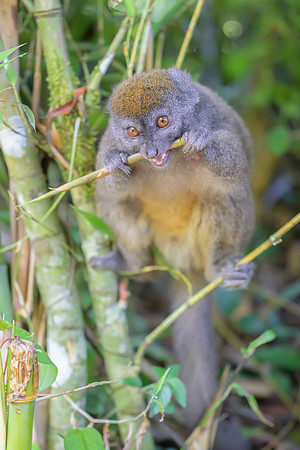 Gray bamboo lemur