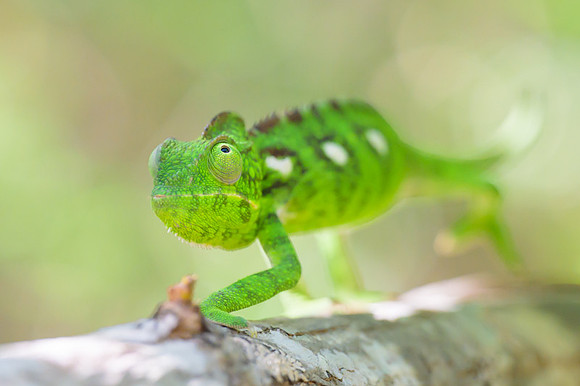 Malagasy chameleon