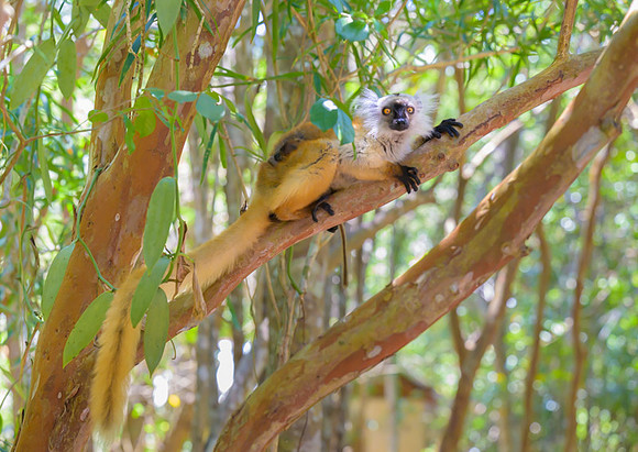 Lemur Macaco