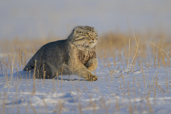 Pallas's cat