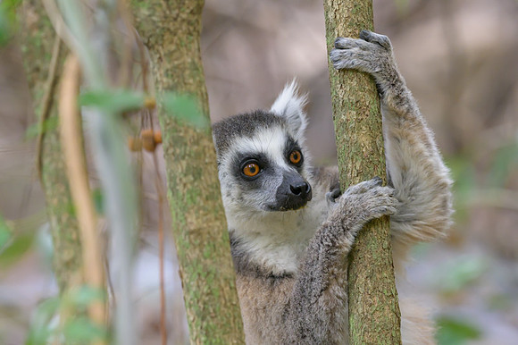 Ring-tailed lemurs