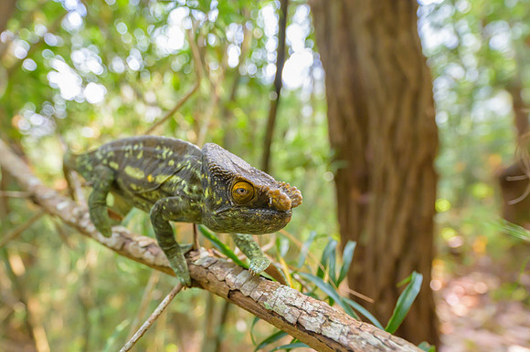 Parson's chameleon