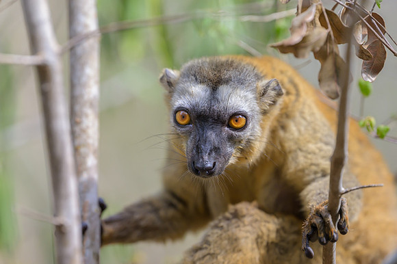 Common brown lemur