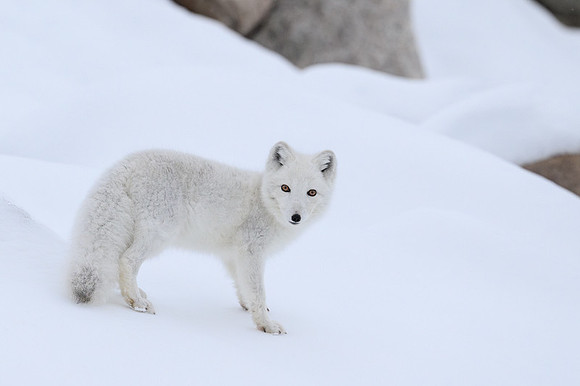 Arctic fox White