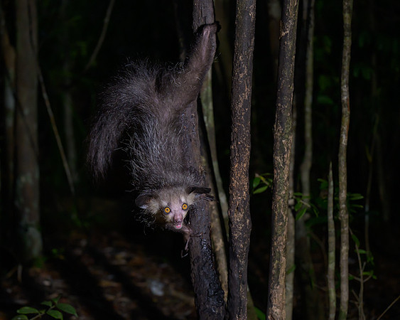 Aye-Aye