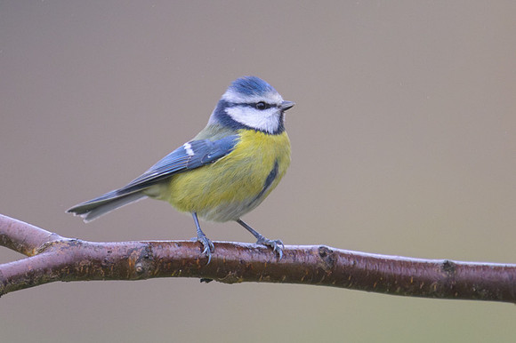 Blue Tit / Sikora Modraszka
