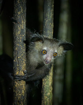 Aye-Aye