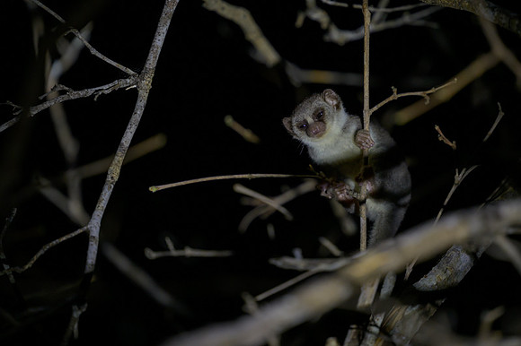 Fat-tailed dwarf lemur