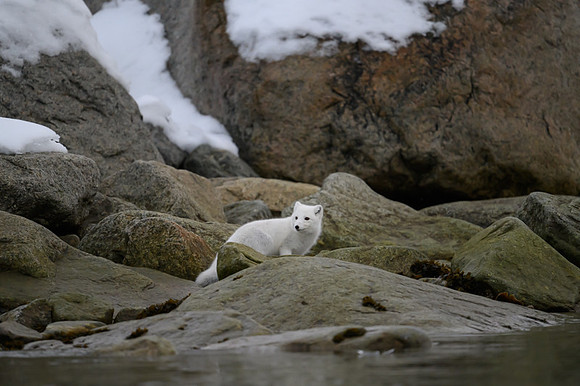 Arctic fox White