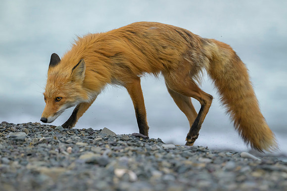 Red fox