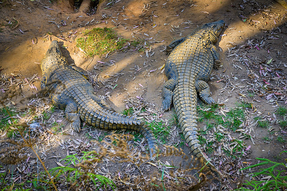 Malagasy crocodile
